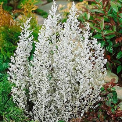 Biosnyg Kochia Childsii - Desi Flower Seeds-[50 Seeds] Seed(50 per packet)