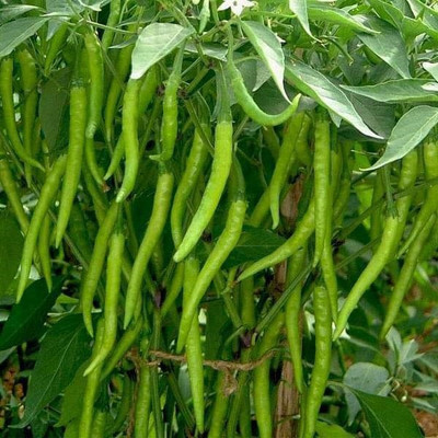 Biosnyg Chilli F1 Crypton - 10 - Vegetable Seeds-[100 Seeds] Seed(100 per packet)