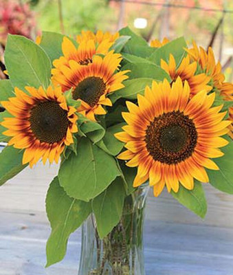 VibeX Sunflower Seed(50 per packet)