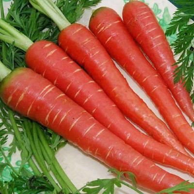 VibeX Carrot Red Long Seed(1 per packet)