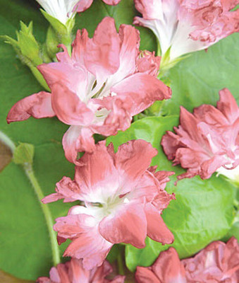 VibeX Morning Glory Seed(50 per packet)