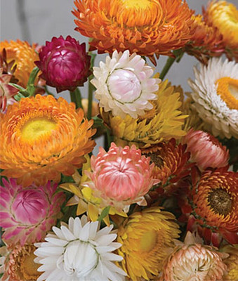 VibeX Strawflower Seed(50 per packet)