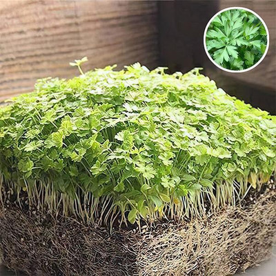 VibeX Parsley Flat Leaf - Microgreen Seeds Seed(1 per packet)