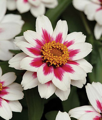 VibeX Zinnia Seed(50 per packet)