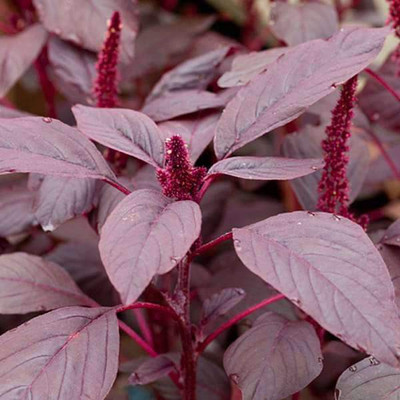 VibeX Choulai Red Seed(1 per packet)