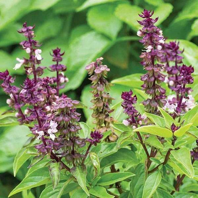 Biosnyg Basil Sweet Scented - Herb Seeds-[5gm Seeds] Seed(5 g)
