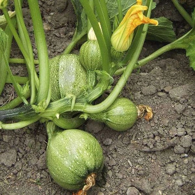 VibeX Squash Summer Chappan Kadu F1 - Vegetable Seeds Seed(1 per packet)