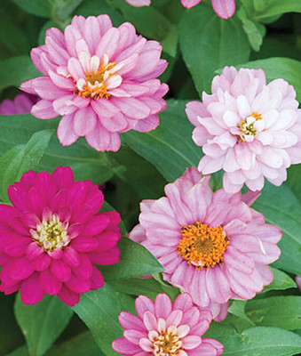 VibeX Zinnia Seed(50 per packet)