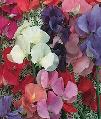 VibeX Sweet Pea Seed(50 per packet)