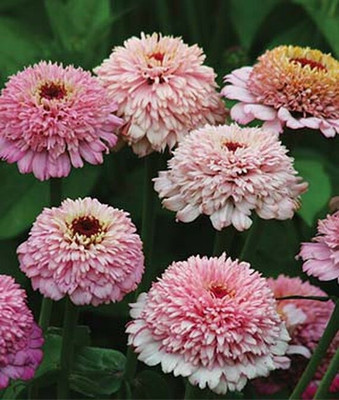 VibeX Zinnia Seed(50 per packet)