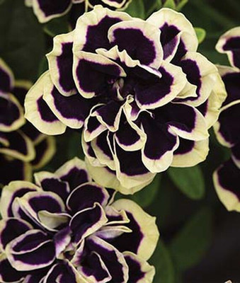 VibeX Petunia Seed(50 per packet)