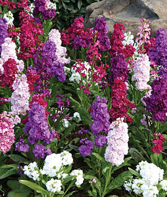 VibeX Stock Seed(50 per packet)