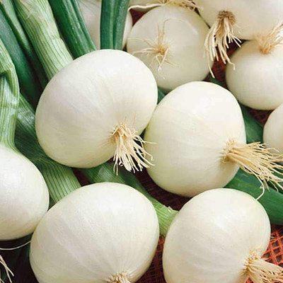 VibeX Onion White Seed(100 per packet)