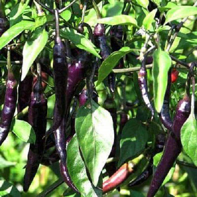 VibeX Chilli Seed(1 per packet)