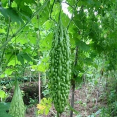 VibeX Bitter Gourd Seed(1 per packet)
