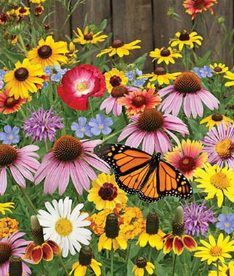 VibeX Calendula Seed(50 per packet)
