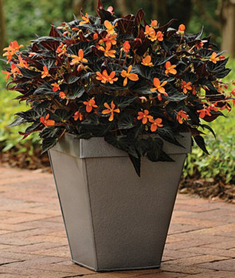 VibeX Begonia Seed(50 per packet)