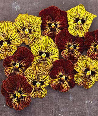 VibeX Viola Seed(50 per packet)