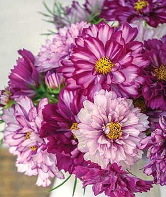 VibeX Cosmos Seed(50 per packet)