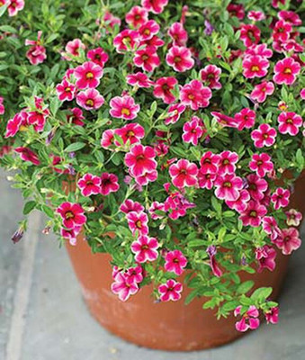 VibeX Calibrachoa Seed(50 per packet)