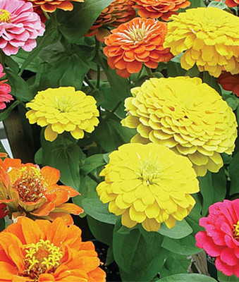 VibeX Zinnia Seed(50 per packet)