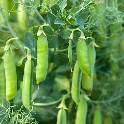VibeX Pea Seed(100 per packet)