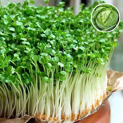 VibeX Cabbage Red Micro - Microgreen Seeds Seed(100 per packet)