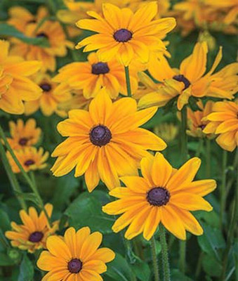 VibeX Rudbeckia Seed(50 per packet)