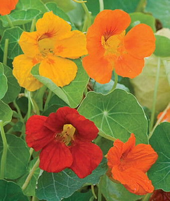 VibeX Nasturtium Seed(50 per packet)