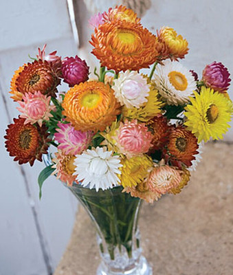 VibeX Strawflower Seed(50 per packet)