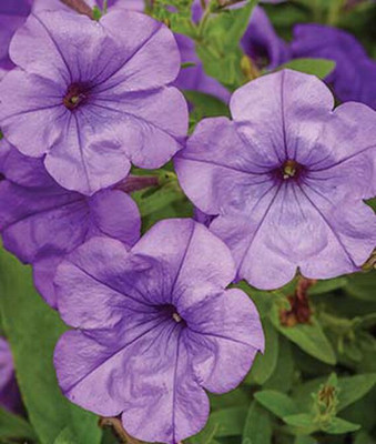 VibeX Petunia Seed(50 per packet)