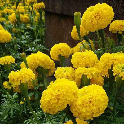 VibeX Marigold Seed(50 per packet)
