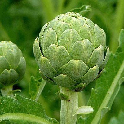 VibeX Artichoke Green Globe Seed(5 per packet)