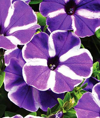 VibeX Petunia Seed(50 per packet)