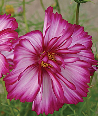 VibeX Cosmos Seed(50 per packet)