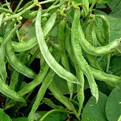 VibeX Lima Beans Seed(5 per packet)