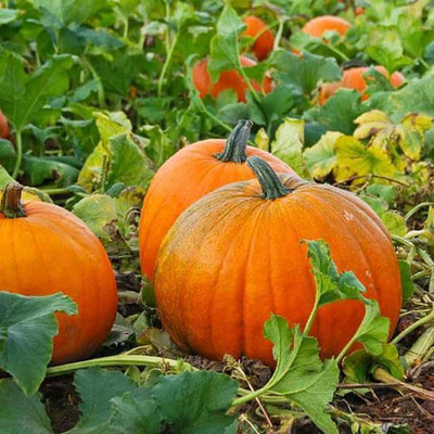 VibeX Pumpkin F1 Hybrid 406 - Vegetable Seeds Seed(100 per packet)