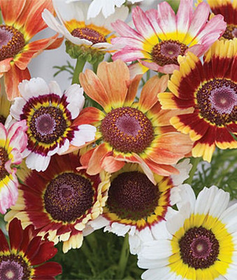 VibeX Chrysanthemum Seed(50 per packet)