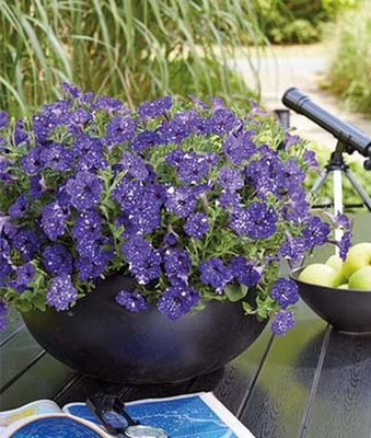 VibeX Petunia Seed(50 per packet)