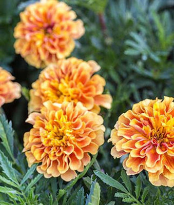 VibeX Marigold Seed(100 per packet)