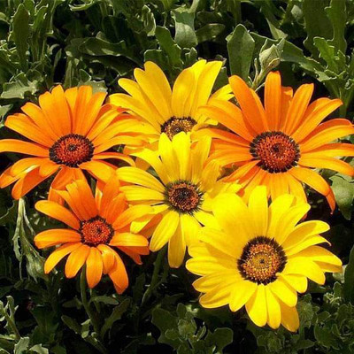 VibeX Osteospermum, Dimorphotheca Mixed Color Seed(50 per packet)