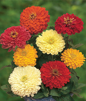 VibeX Zinnia Seed(50 per packet)