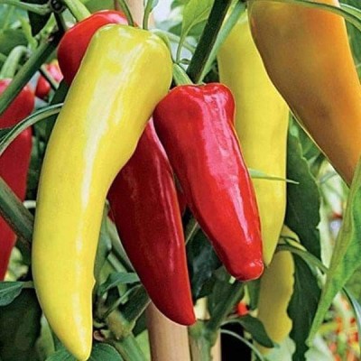 Biosnyg Hot Pepper F1 Hybrid OS-12 - Vegetable Seeds-[5gm Seeds] Seed(5 g)