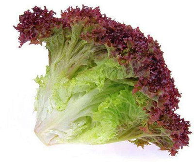 VibeX Lettuce Seed(300 per packet)