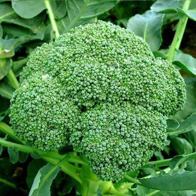 Biosnyg Broccoli Green Imported - Vegetable Seeds-[100 Seeds] Seed(100 per packet)