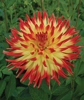 VibeX Dahlia Seed(50 per packet)