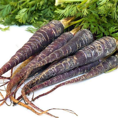 VibeX Carrot Black Wonder Seed(300 per packet)