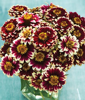 VibeX Zinnia Seed(50 per packet)