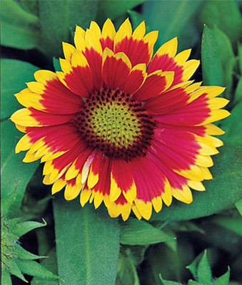 VibeX Gaillardia Seed(50 per packet)