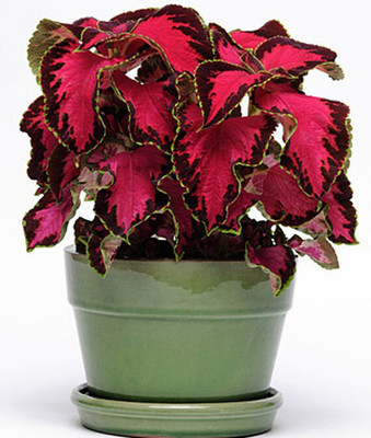 VibeX Coleus Seed(50 per packet)